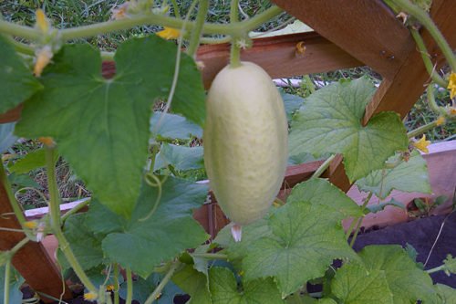 Как правильно выращивать огурцы на участке Посадка и уход за огурцами в открытом грунте