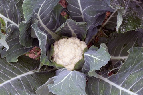 Выращивание цветной капусты из семян рассадой Посадка цветной капусты и уход за ней