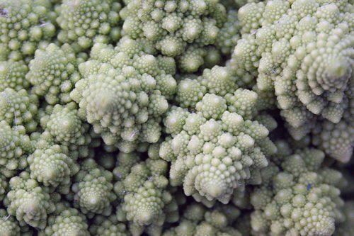 Выращивание цветной капусты Как правильно выращивать цветную капусту