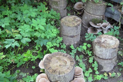 Грибы вешенки на пнях Как правильно вырастить грибы вешенки на пне