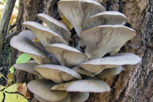 Условия выращивания вешенок Как правильно выращивать вешенки самостоятельно