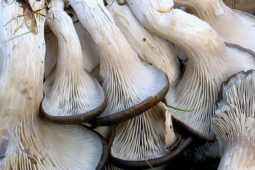 Как собрать вешенки на участке Как собирать урожай вешенок