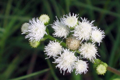 Выращивание агератума в саду