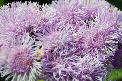 Как правильно выращивать агератум в саду