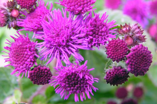 Как сажать и ухаживать за агератумом