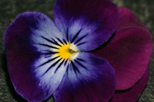 Как выращивать анютины глазки в саду