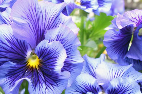 Выращивание виолы в саду и размножение