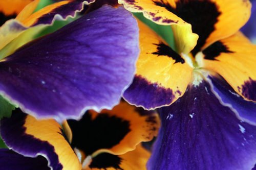 Размножение анютиных глазок