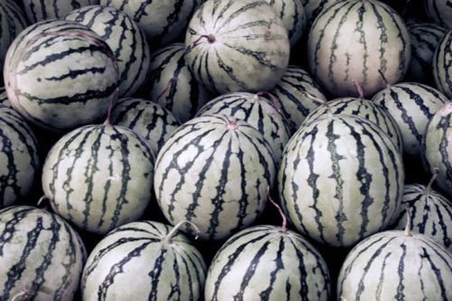 Выращивание арбузов из рассады в открытом грунте