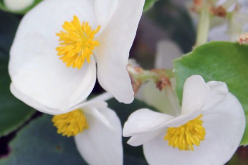 Выращивание и уход за клубневой бегоний в саду