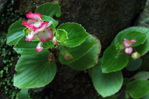 Как посадить и ухаживать за бегонией в открытом грунте