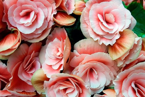 Как размножать бегонию семенами и черенками