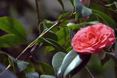 Полезные свойства камелии