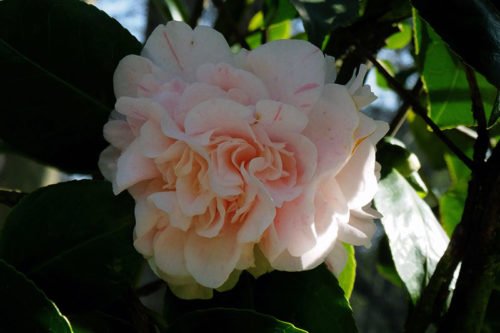 Как применять камелию в медицине