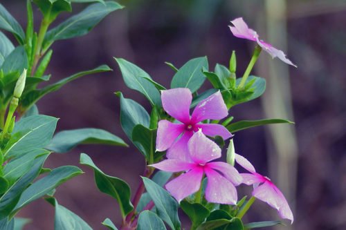 Выращивание катарантуса гибридного