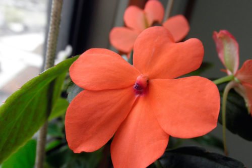 Посадка и уход за катарантусом