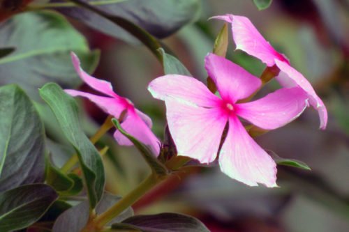 Выращивание катаранутса из семян рассадой