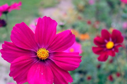 Посадка и уход за космеей в саду