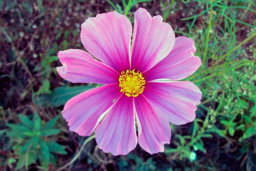 Выращивание космеи из семян в грунте