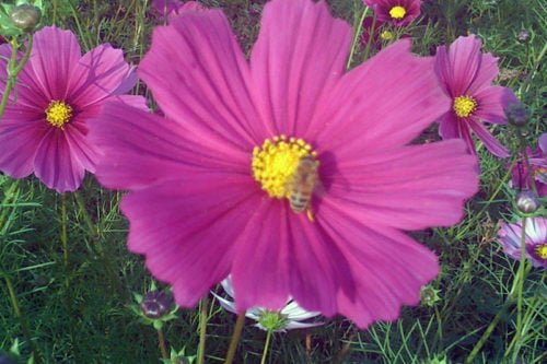 Как посадить и выращивать космею из семян