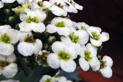 Посадка и уход за катраном – выращивание в грунте