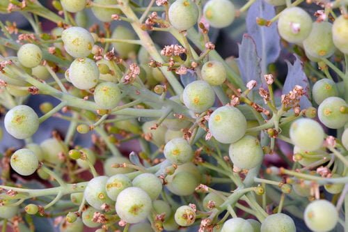 Как посадить и ухаживать за катраном в открытом грунте