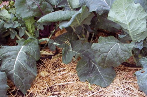 Посадка кольраби и выращивание из семян