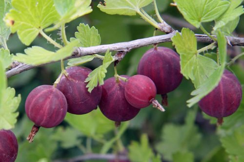 Условия выращивания крыжовника в саду