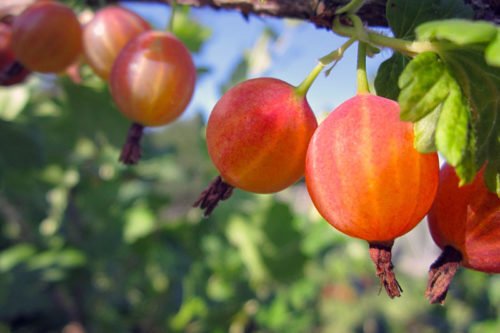 Как сажать и ухаживать за крыжовником