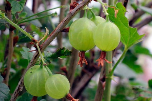 Посадка и выращивание крыжовника в грунте