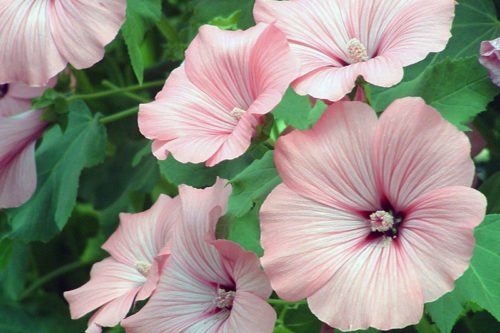 Выращивание лаватеры в открытом грунте