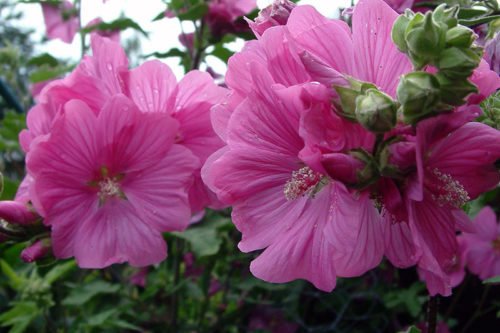 Как посадить и ухаживать за лаватерой в грунте