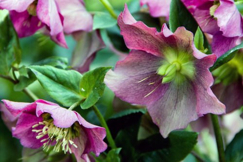 Выращивание морозника в открытом грунте