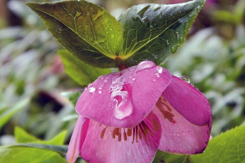 Как правильно выращивать морозник в саду