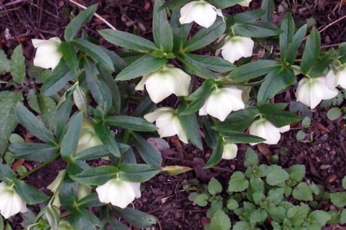 Как посадить и ухаживать за морозником