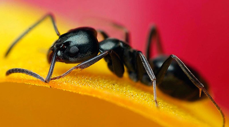 Методы борьбы с муравьями