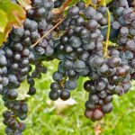 Выращивание винограда и уход за ним