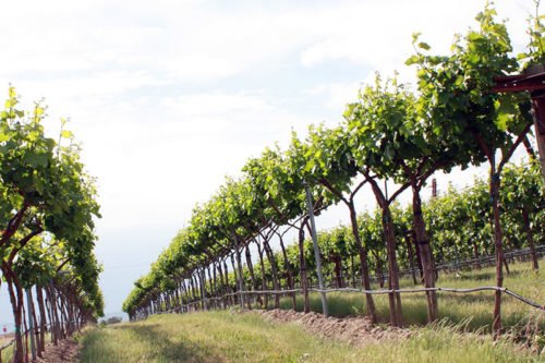 Посадка и уход за виноградом в саду