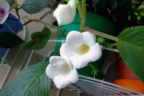 Условия содержания ахименеса и уход за ним