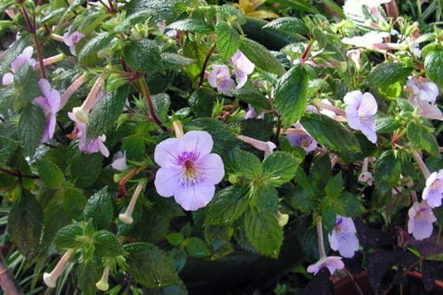 Уход за ахименесом в домашних условиях