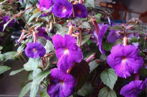 Размножение ахименеса семенами