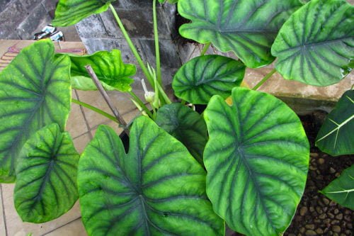 Уход за алоказией