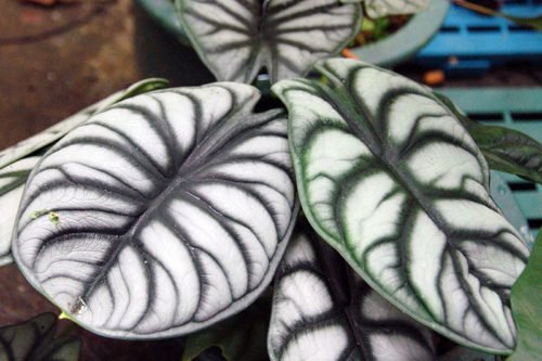 Выращивание алоказии в квартире