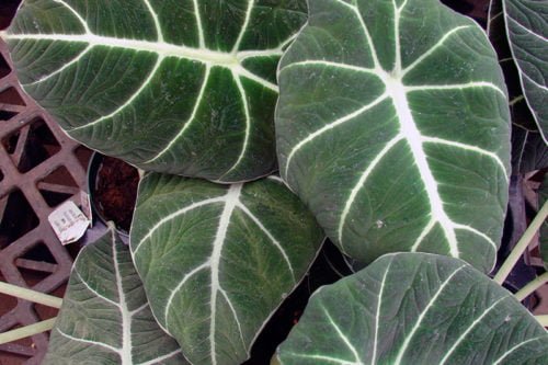 Условия содержания алоказии