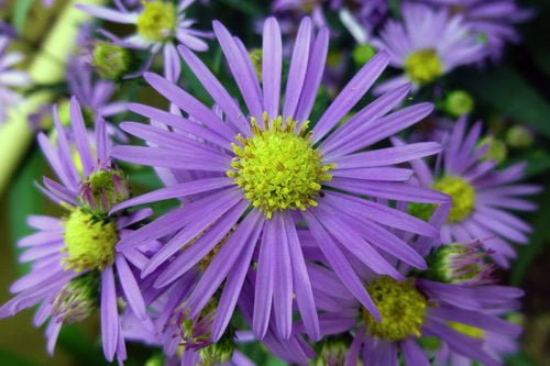 Посадка астр в открытый грунт