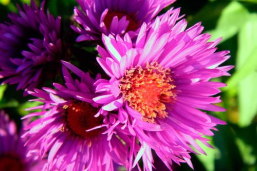 Уход за астрами в открытом грунте