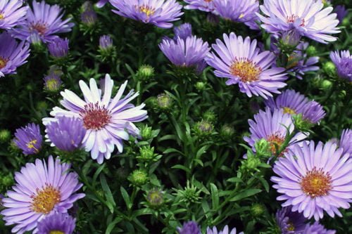 Болезни и вредители астр