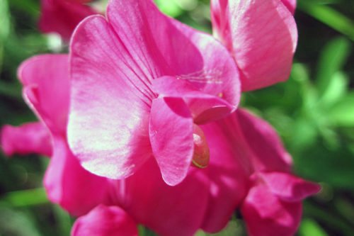 Цветок чина душистая