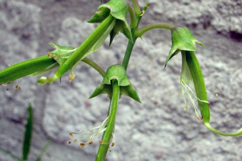 Выращивание чины и уход за ней