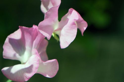 Участок для чины душистой и уход за ней